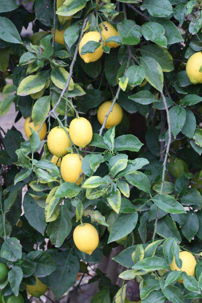              Habit (Riverside, CA)       